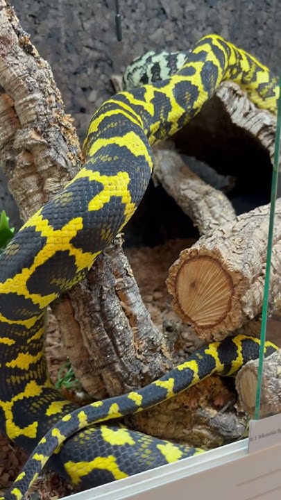 UNREAL Carpet Python - German Bloodline Cheynei - YouTube