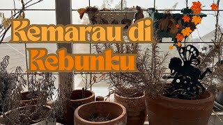 Kemarau Ekstrem, Apa Kabar Kebunmu?