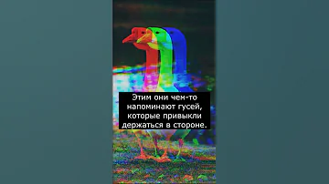 Твое тотемное животное по знаку зодиака | Козерог