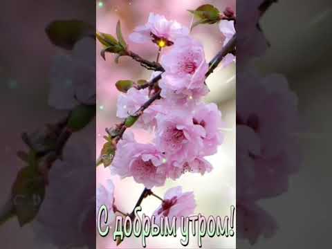 ДОБРОЕ УТРО🌷ХОРОШЕГО ДНЯ #short #shorts #shortvideo #shortsvideo #открыткисдобрымутром