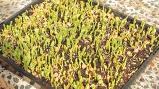 How to Grow Microgreens - Sowing Peas | Kings Seeds