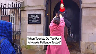 When Tourists Go Too Far - A Horse's Patience Tested