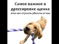 самое важное в дрессировке щенка или что делать если щенок убегает