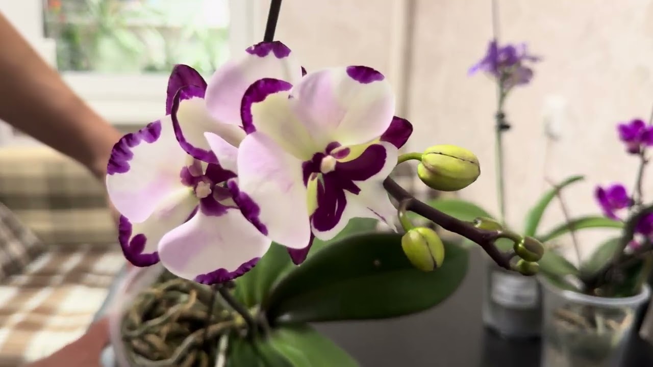 Моя покупка. Байкальские цветы.