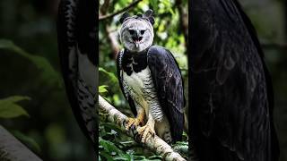 weird animals sounds on earth #nature #birds #birdssounds #shorts