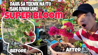 Bougainvillea Flowering Tips in 30 Days | 36 Petals | Part 1 @ProbinsiyanongDaddy