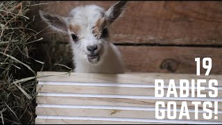 Baby Goat Field Trip to Sunflower Farm