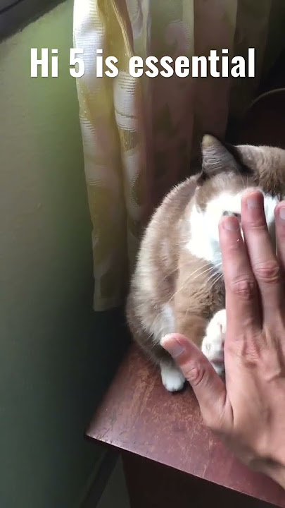 She Needs Hi-5 #hi5 #kitty #cat #love #hifive