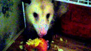 Squiggy eats a stolen apple