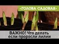 Голова садовая - ВАЖНО! Что делать если проросли лилии