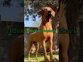 TOP 10 DOGS THAT ARE POWERFUL ENOUGH TO CHALLENGE BIG PREDATORS