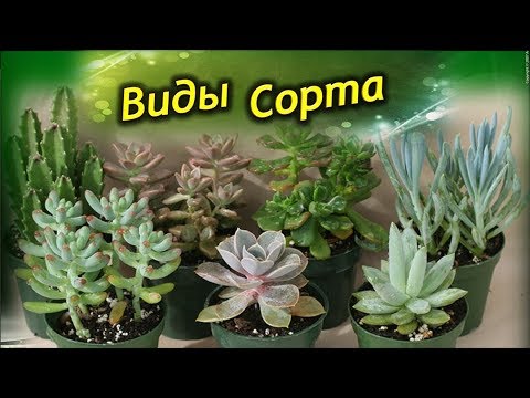 Распространённые виды  и сорта Толстянок ! Разновидности Денежного Дерева!