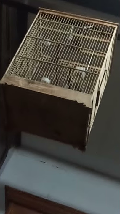 cucak timtim (koak kikok) pengging