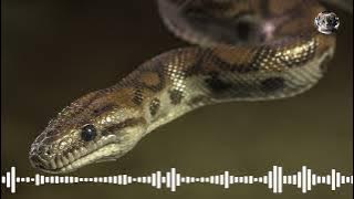 Snake Sound Effect | Animal Sounds