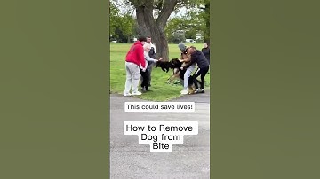 How to Remove Dog from Dog Bite (Attack) #dogfight #aggressivedog #dog #alignedk9