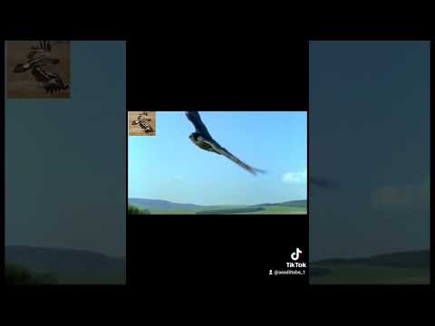 نغمة الصقر