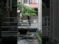 ひきこ 実写 #shorts