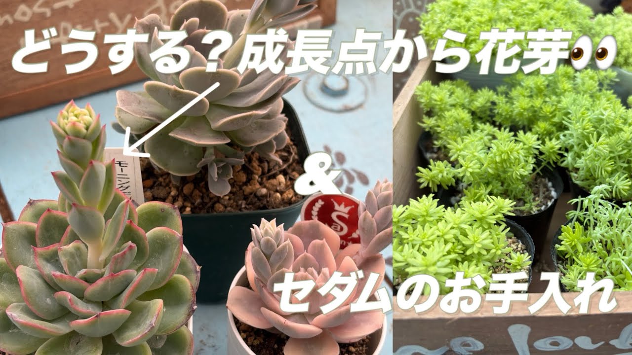 多肉植物】#98どうする？成長点から花芽&セダムのお手入れ - YouTube