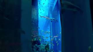 shorts big shark in the aquarium