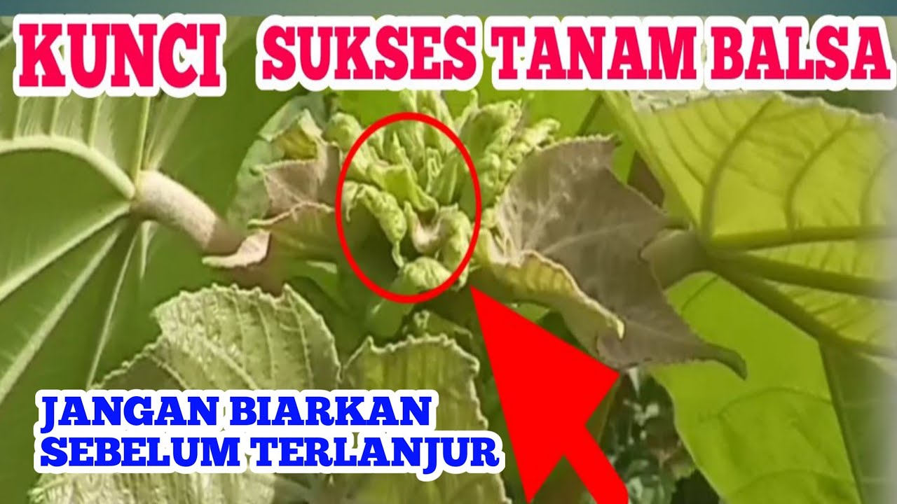 CARA MERAWAT KAYU BALSA