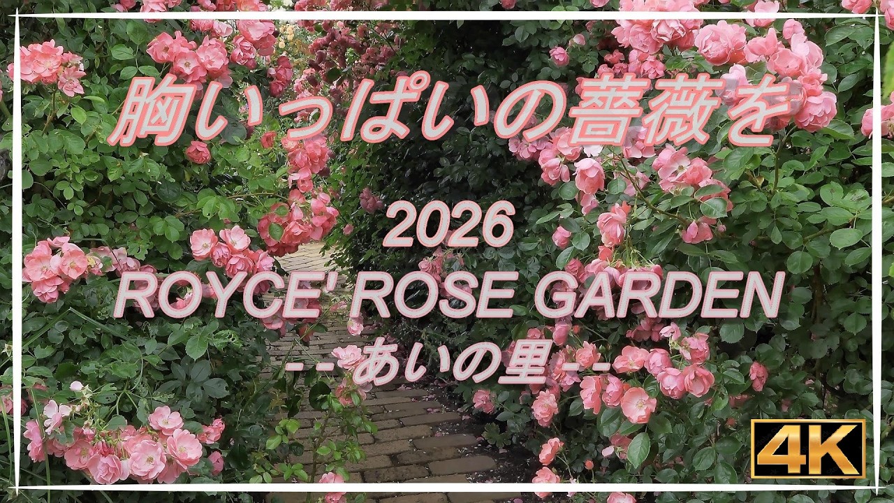トロレアイト薔薇No.1441 4K】『ロイズローズガーデン2026』・・ あいの里・・ 胸いっぱいの薔薇