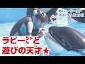 ラビーちゃんと遊びの天才★【2022年9月26日】Orcas at Kamogawa Sea World in Japan
