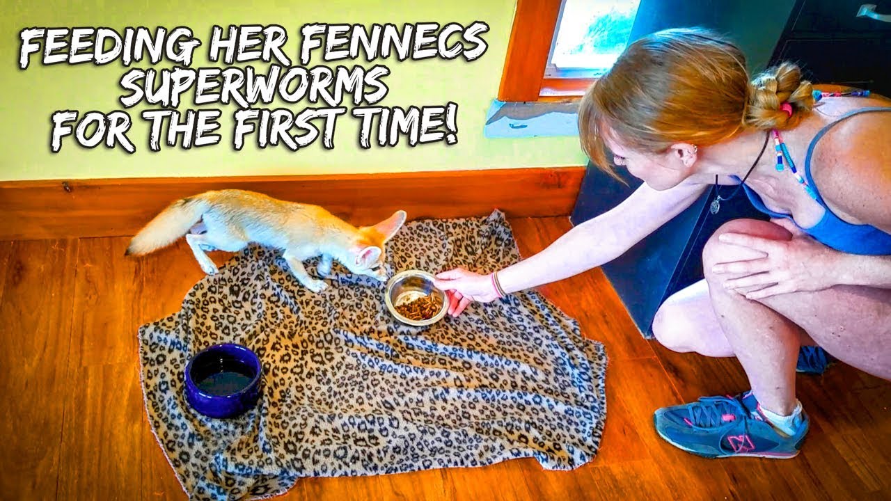 superworms food Feeding Her Fennecs Superworms for the First Time