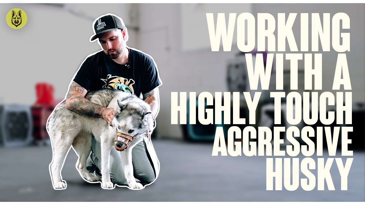 Working With A Highly Touch Aggressive Husky - YouTube