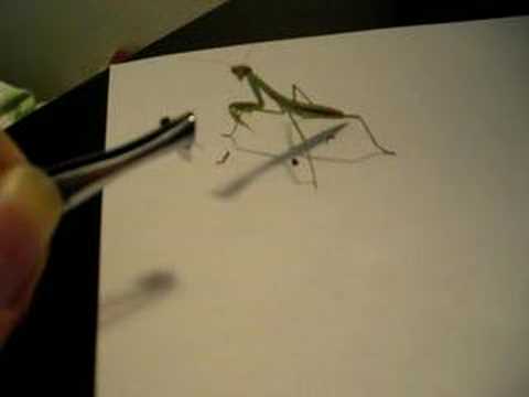 Chinese Mantis Eating Fly
