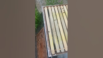 Checking the frames of the beehive