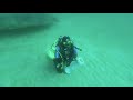 Pensacola Beach Dive - YouTube
