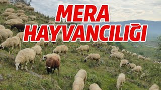 Mera Hayvancılığında Dikkat Edilmesi Gerekenler