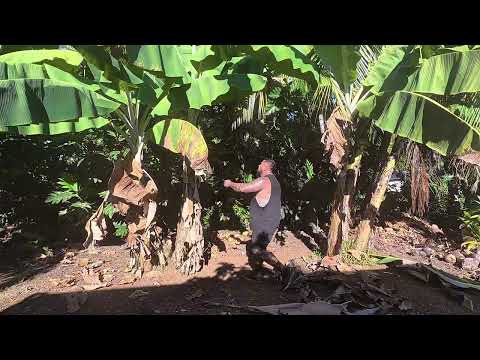 Samoa life: coconuts, cows & chaos