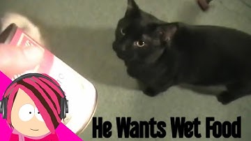 VICTORIA LOVESGAMES REACTS: Talking Kitty Cat 9.5 - Forgot to buy Wet Food