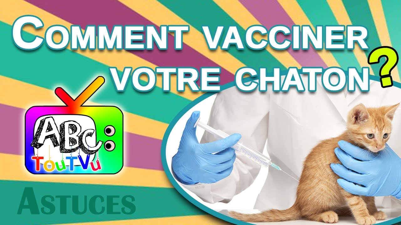 Comment Vacciner Votre Chaton Youtube