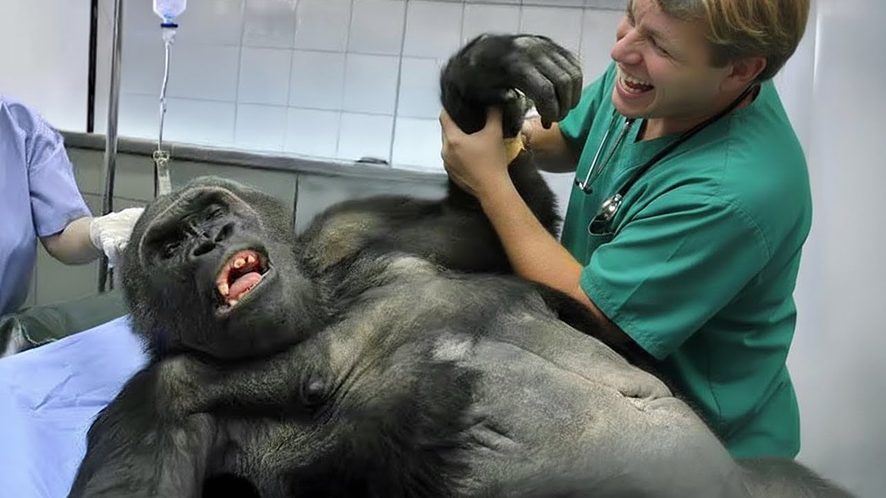 Animals Who Are Pretending To Distract The Vet 🤣 Funniest ANIMAL Videos