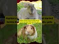 Fakta Menarik tentang CAPYBARA #shorts #masbro