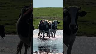 #may #field #summervibe #summer #springvibes #spring #cow #cottagecore