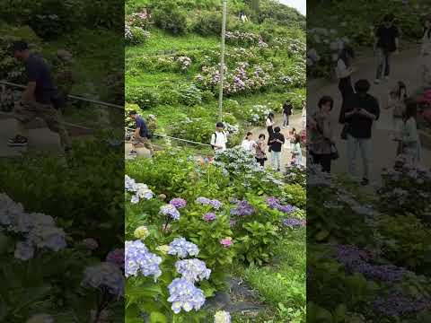 形原温泉あじさいの里！先週末の紫陽花の開花状況は6～7分咲き、今週末は見頃！あじさいガーデンの絶景！愛知県蒲郡市 Gamagori-city, AICH（2025年6月22日）