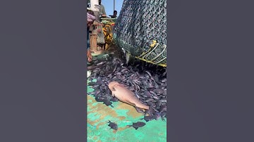 BOTTOM TRAWLING EXPLAINED 😯