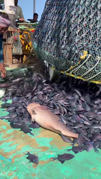 BOTTOM TRAWLING EXPLAINED 😯