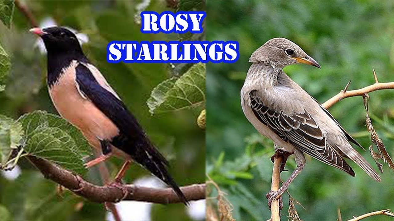 Rosy Starlings | Hunting | Sounds | Voice