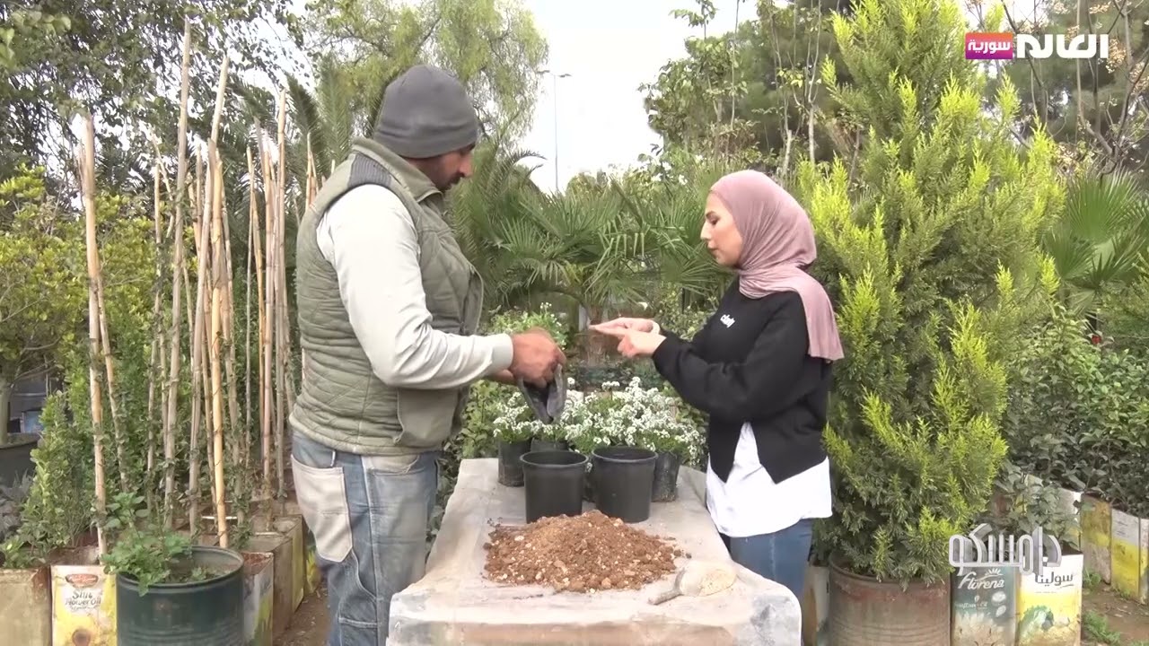 زهرة الاليسيوم.. مواصفاتها وطرق زراعتها شتاءاً | برنامج دامسكو