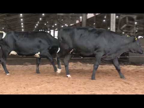 LOTE 28 • 3º LEILÃO NOVILHAS GIROLANDO CANTO PORTO • 22 DE FEVEREIRO • REMATEWEB • 10771  10443