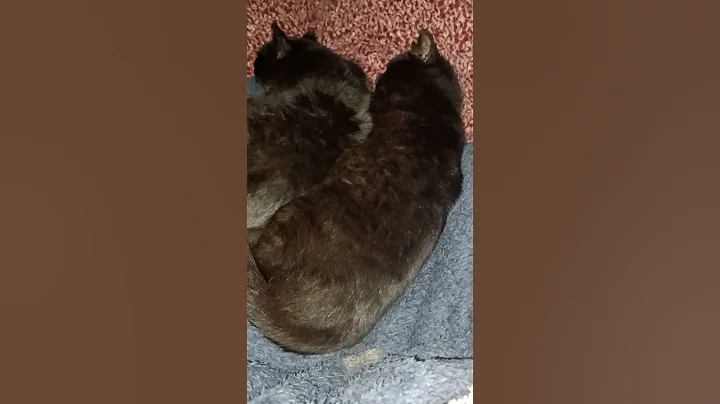 Watch the video about Twin Black Munchkin Cats.