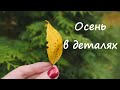 Осень в деталях