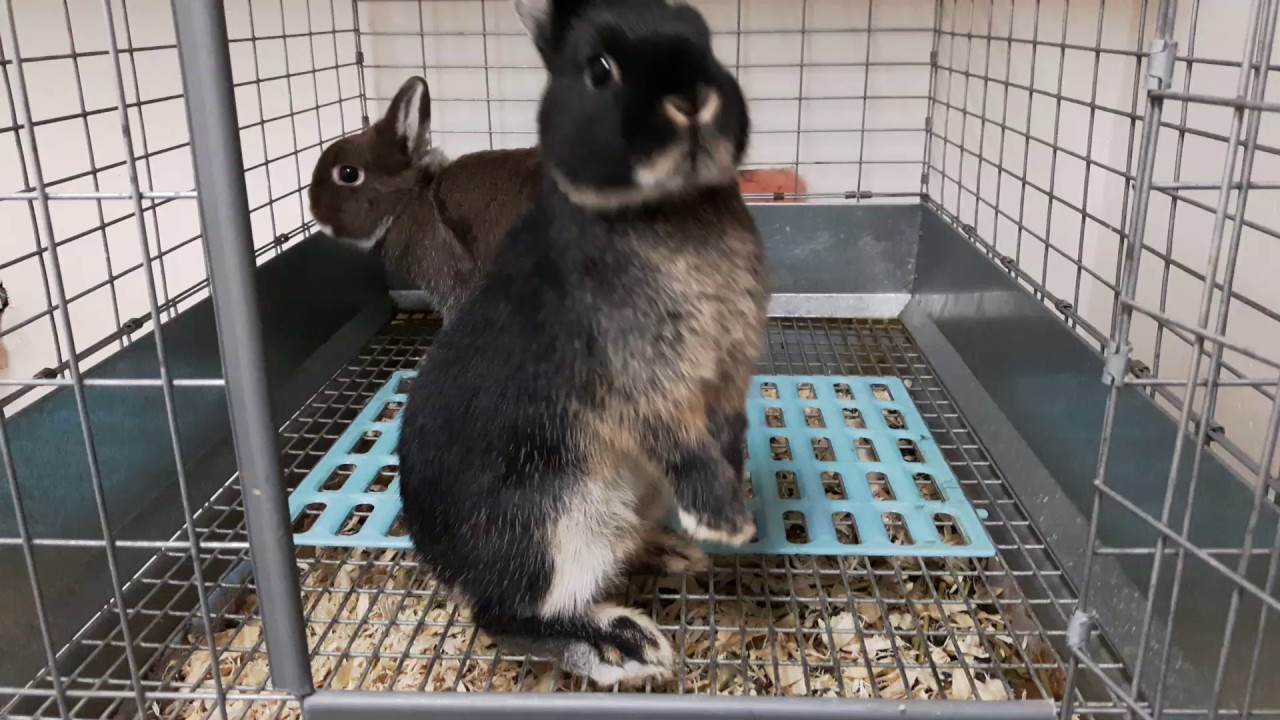 black otter netherland dwarf rabbit