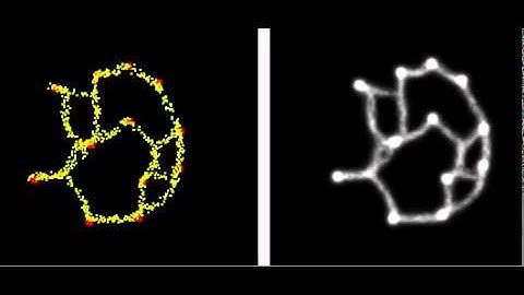 Slime Mold - Particle Model