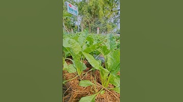 Cải Bó Xôi – Thần Dược Từ Rau Xanh & Công Dụng Tuyệt Vời