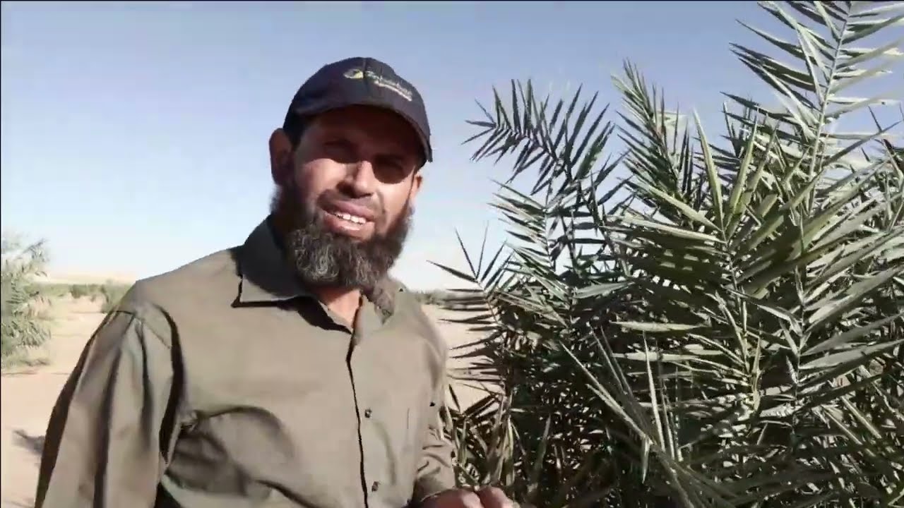 كيفة انشاء مزرعة نخيل ناجحه فى الفرافرة الوادى الجديد